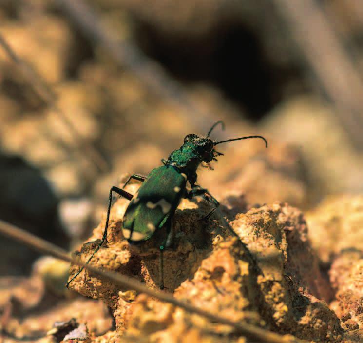 Das Zementwerk Schelklingen Der Natur eine Chance Die Gewinnung von mineralischen Rohstoffen ist selbst bei schonenden Abbaumethoden unweigerlich mit einem Eingriff in die Natur