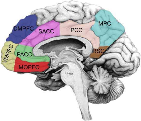 II Theorie: Das episodisch-autobiographische Gedächtnis Retrosplenialer Cortex Die Region um den retrosplenialen Cortex und hierin vor allem der hintere Anteil, der retrospleniale Cortex ist beim