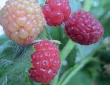 Lagerfähigkeit u Verhindert Blütenendfäule in Erdbeeren u Beste Mischbarkeit mit Pflanzenschutzmitteln Packungsgröße: 20 l Kanister Nährstoffe: 210 g/l Ca