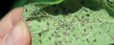 Agritox Bewährt gegen viele Schädlinge MOSPILAN 20 SG Vollsystemisches Insektizid mit langer Dauerwirkung NEUe Zulassungen Pfl. Reg. Nr.