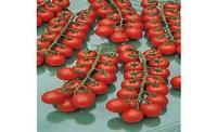 pflaumenförmige Tomate mit gutem Geschmack