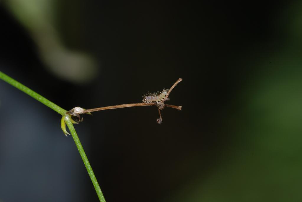 2008 Die Raupen haben jetzt zwei kurze Hörner und leben versteckt meist unterhalb der Blätter der Veilchen.