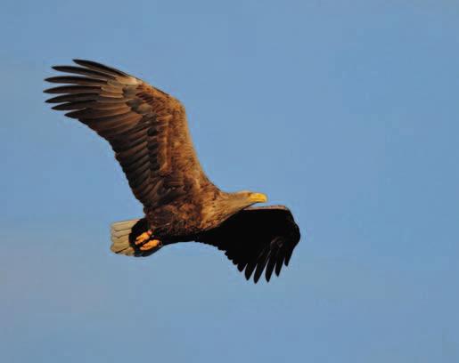 Adulter Seeadler, Foto: Christian Willer Bernd Struwe-Juhl & Volker