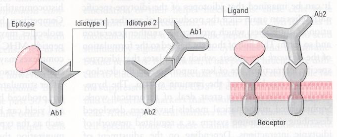 Anti-idiotypische Antikörper Netzwerkhypothese: Die Immunantwort wird durch die Interaktion von Lymphozyten durch die