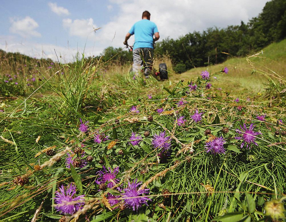 Honig- und Wildbienen in der Landwirtschaft fördern Massnahmen im Grünland 3/12 Bienenfreundlich mähen Beobachten Sie die Bienenaktivität vor dem Mähen.