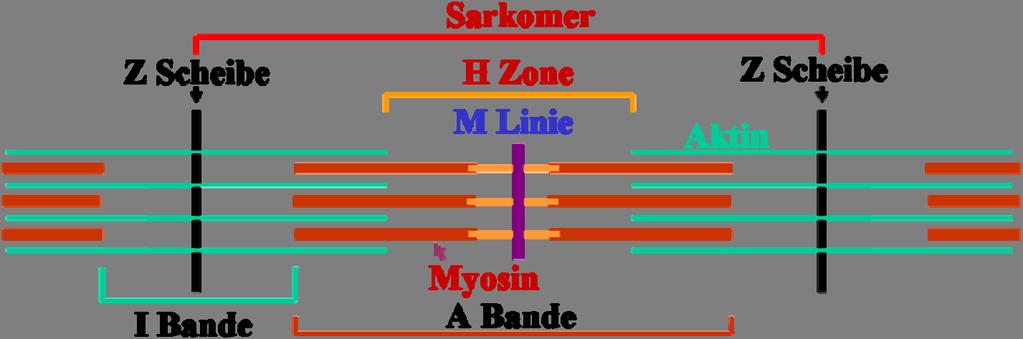 MUSKULATUR 3 Im Zentrum der A-Bande liegt die H-Zone (keine Myosin-Aktin-Überlappung) mit der M- Linie, an der die Myosinfilamente verankert sind.
