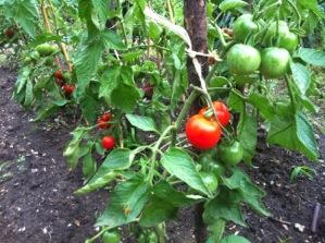 Ganz PrakKsch: Gemüsekulturen für Tomaten: