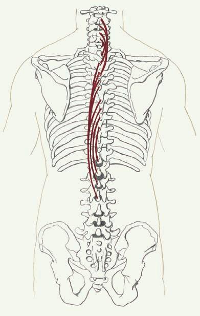 Muskelgruppen des Musculus erector spinae 197 Musculus spinalis F Einseitig: Lateralflexion der Wirbelsäule zur gleichen Seite Beidseitig: Extension der Wirbelsäule U Gemeinsame Sehne (Aponeurosis