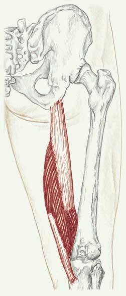 312 Becken und Oberschenkel / Becken- und Oberschenkelmuskeln Musculus biceps femoris F Flexion des Knies (Art. genus) Außenrotation des flektierten Knies (Art.