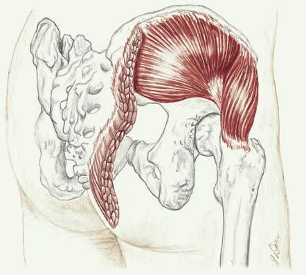 gluteus medius befindet sich an der lateralen Hüfte und liegt auch oberflächlich, bis auf den dorsalen Teil, der unter dem M. gluteus maximus liegt (6.80).