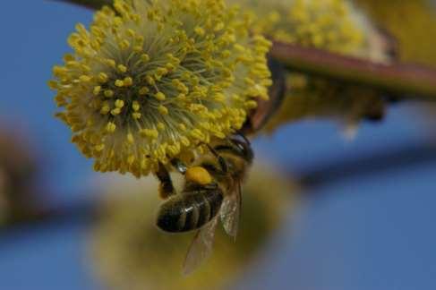 Pollenversorgung in