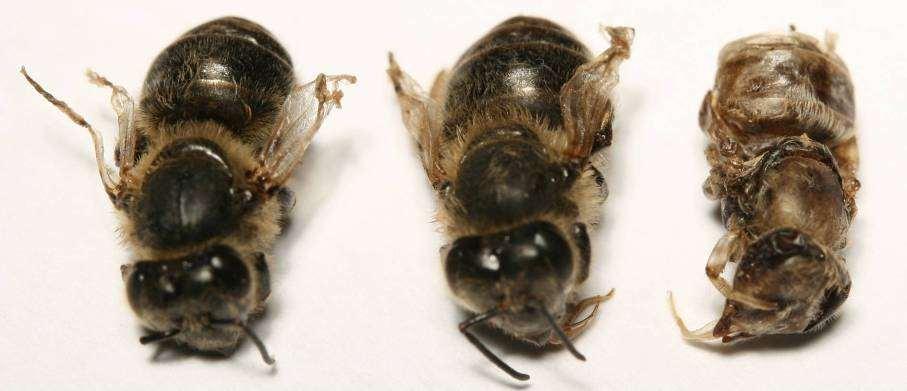 Schädigung der Bienen durch Viren Merkmale: verkürzte, verklebte, asymmetrisch