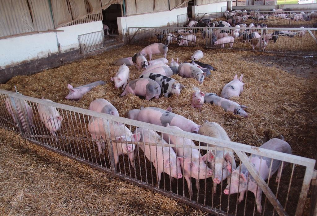 SCHWEINE Schweinemast im Bio-Betrieb: Bio-Schweinemast: Stroh als Einstreu und Möglichkeit zum Wühlen sowie ständig Zugang zu einer Fläche im Freien. Kupieren der Schwänze nicht erlaubt.