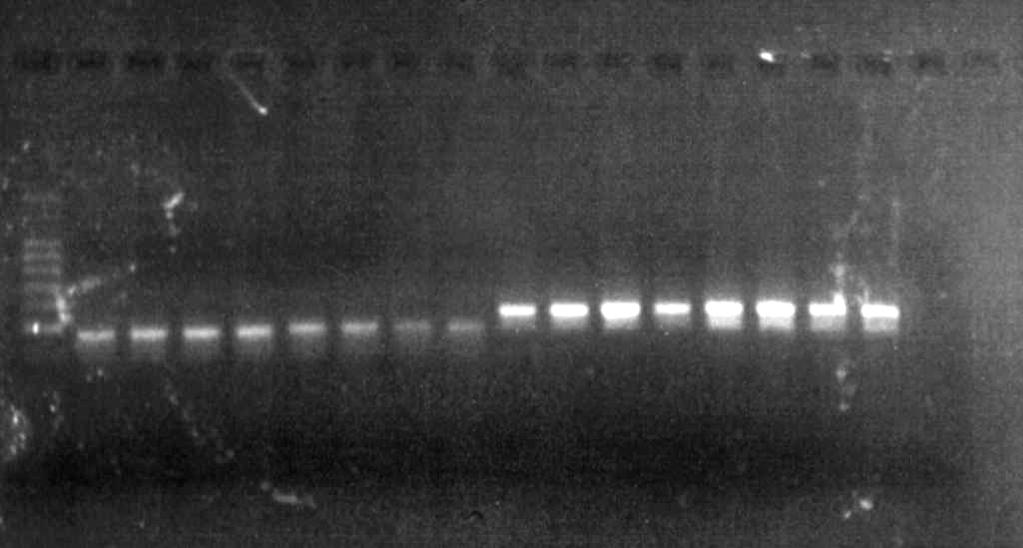 : Agarosegel der PCR zur Amplifikation des Intron III von Huhn und Strauß bei variierter MgCl 2 -Konzentration Es war deutlich zu erkennen, daß bei der Amplifikation der Huhn-DNA bei erhöhter MgCl 2