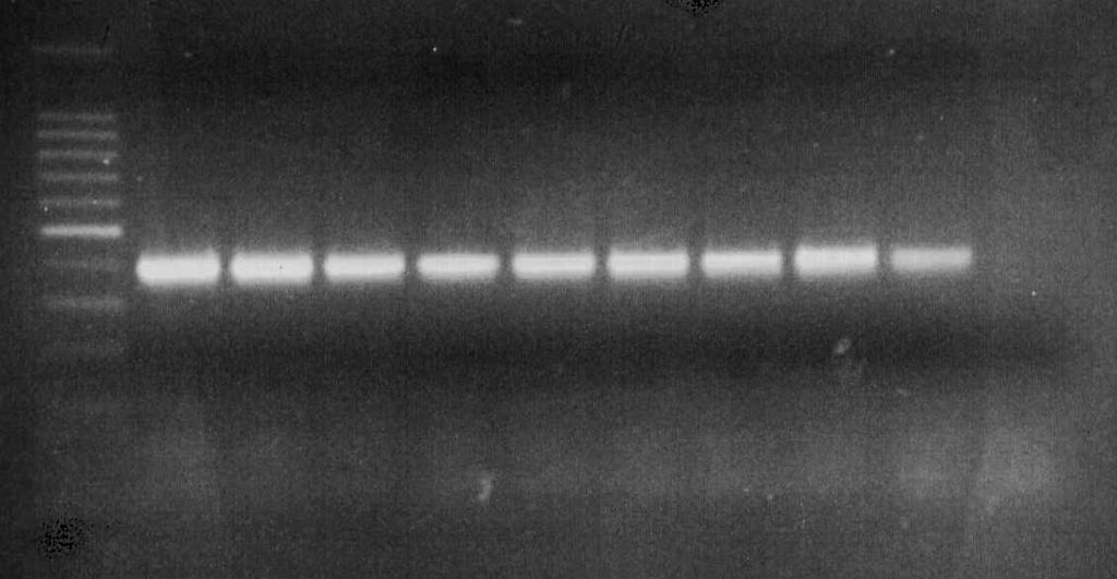 Zur Vermehrung der PCR-Produkte wurden pro Spezies vier Parallelansätze durchgeführt und ebenfalls bei 60 C amplifiziert.
