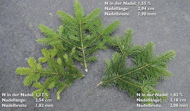 Stickstoffmangel (links ungedüngt, Mitte 60 g/baum NPK+Mg, rechts 120 g/baum NPK+Mg Depotdünger) (Bild von Firma Compo zur Verfügung gestellt) Quelle: