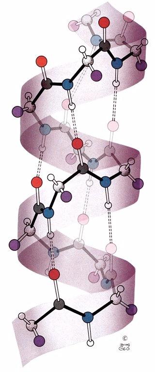 Die α-helix 3 4 Die α-helix ist die einzige helicale Konformation von Polypeptidketten die erlaubte Torsionswinkel und