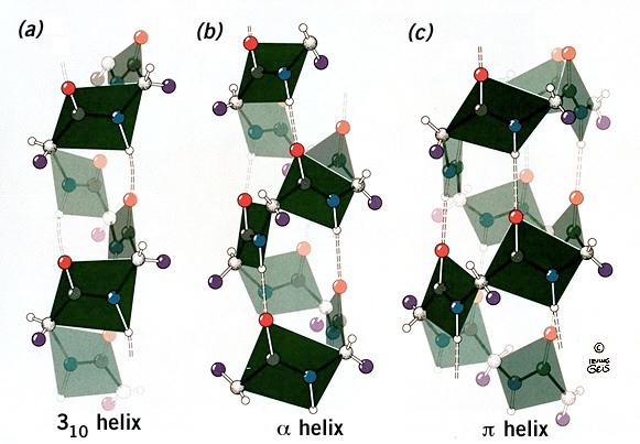 - dünner und steiler als α-helix - Seitenreste sterisch behindert - Axialhohlraum dicht gepackt, van der Waals Assoziationen
