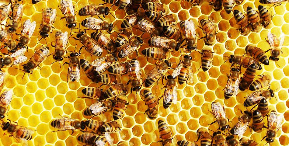 Zuletzt befassen wir uns noch mit den Wirkern. Sie sind zwar weiblich, aber haben nichts mit dem Reproduktionsablauf im Bienenstock zu tun.