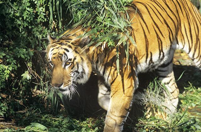 Factsheet Tiger (Panthera tigris) Bengal-Tiger (Panthera t.