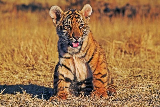 zu 15 Jahre, in Gefangenschaft bis zu 26 Jahre alt werden. Der Tiger gilt als die für den Menschen gefährlichste Wildkatzenart.