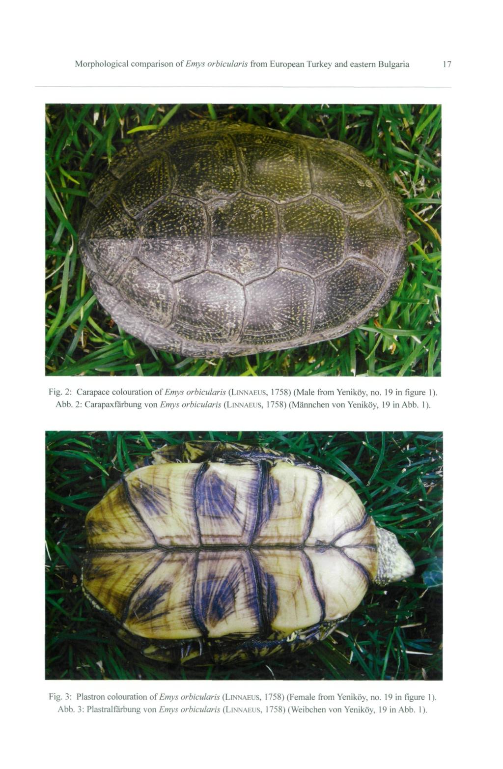 Morphological comparison of Emys orbicularis from European Turkey and eastern Bulgaria 17 Fig. 2: Carapace colouration of Emys orbicularis (LINNAEUS, 1758) (Male from Yeniköy, no. 19 in figure 1).