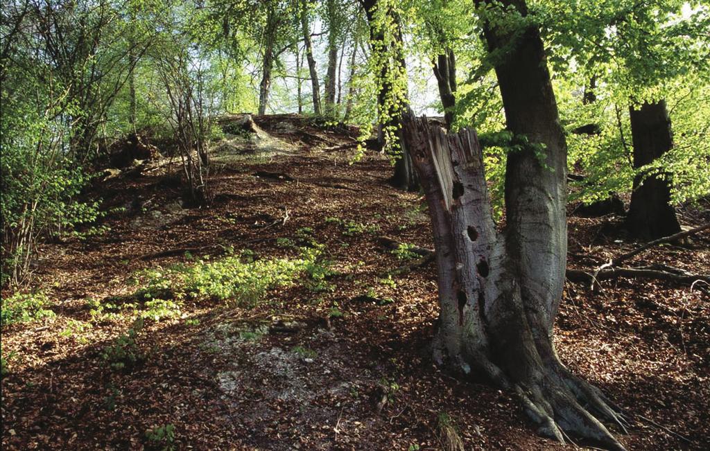3 Situation der Wälder in Thüringen Auch wenn möglicherweise weitere Urwaldrelikt-Arten (wieder)entdeckt werden, und auch wenn vielleicht weitere Arten dieses Prädikat verdienen, bleibt doch die