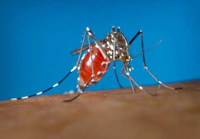 Stechmücken als Überträger von Krankheitserregern STECHMÜCKEN KÖNNEN ALS ÜBERTRÄGER VON INFEKTIONSERREGERN (VEKTOREN)