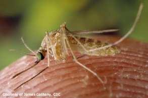 B. Wuchereria, Brugia, Dirofilaria immitis) Verschiedene Anopheles-Arten übertragen Plasmodien (Erreger der Malaria)