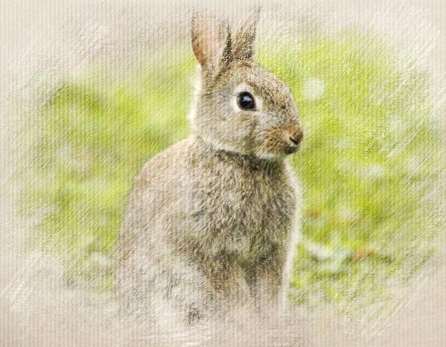 Die Kaninchen-Aufgabe des Fibonaccis Im ersten Monat ist nur ein Paar vorhanden, im zweiten Monat sind es bereits zwei Paare.