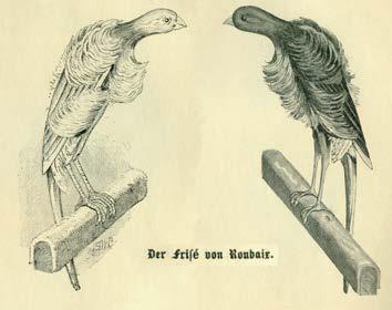 (Abb. 5) Frisé-Kanarien: links aus Canarini Arricciati von De Baseggio (1974) Seite 8, rechts aus Les Serin Canaris Et Hollandais von Jules Jannin (1852) Seite 2 des Kanarienvogels.