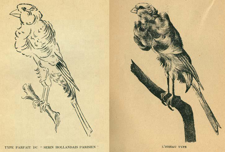 Typ-Vogel Pariser Trompeter aus Le Serin Hollandais, Ausgabe 1909 -