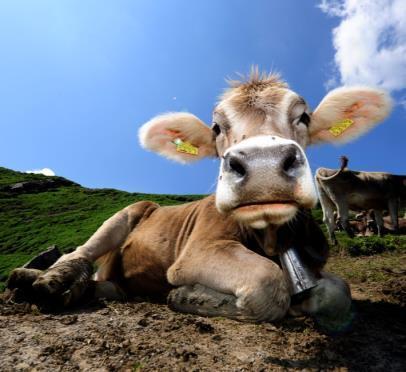 Landwirtschaft Landwirtschaftliche Nutzfläche (ohne Alpen) beträgt 22 % der Gesamtfläche Rund 60 Milchbetriebe produzieren