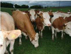 Kontrollunterlagen: Tierhaltung: Abgabe von Wirtschaftsdüngern Aufzeichnungen nach der WDüngV Nitrat-Richtlinie Nährstoffvergleich für Stickstoff; Bodenuntersuchungsergebnisse Phosphat-Richtlinie