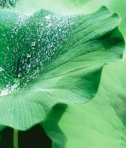 Lotusan -Produkten erstmals das Prinzip des Lotusblattes aus der Biologie in die Technik übersetzt werden: Schmutz