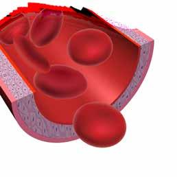 Die Art und Weise, wie sich diese Ketten aneinanderlagern, bestimmt die Struktur des roten Blutfarbstoffs.