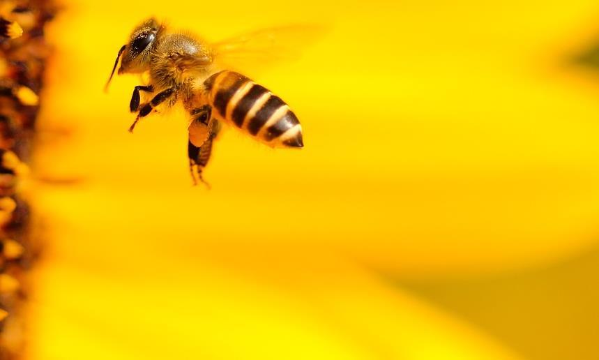 Die Insekten Nach den bekannten Gesetzen der Physik ist es Bienen unmöglich zu fliegen.