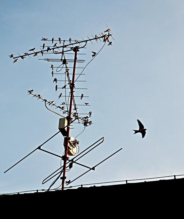 Die Vögel - Energie - mehrere 100 km täglich - Mauersegler - Gleitflug Der Mauersegler Mauersegler leben (= fliegen) ununterbrochen in der Luft.