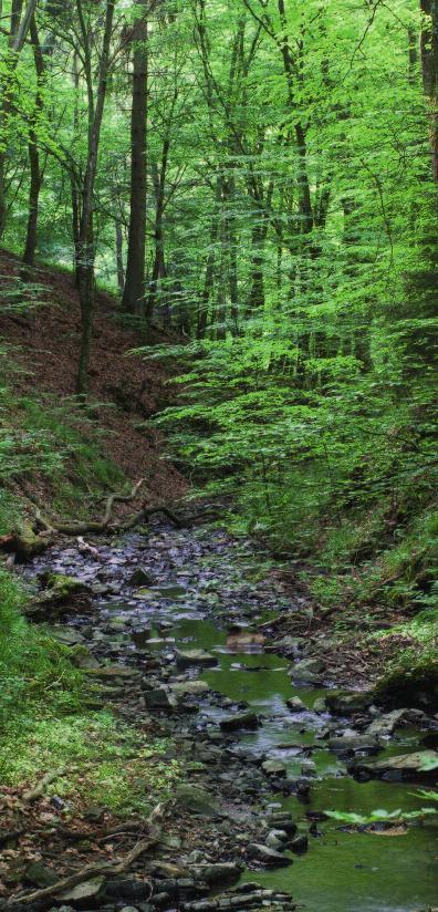 Das könnte Sie auch interessieren: Mit ForestFinance können Sie auch wertvollen Wald in Deutschland schützen ein Naturerbe von
