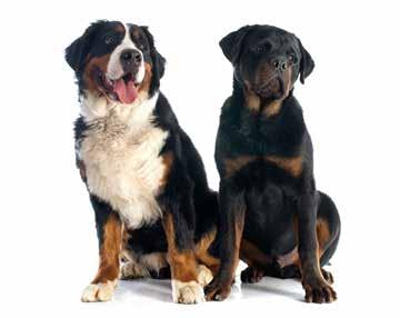 Große Rassen mehr als 25 kg > 25 kg PUPPY p.40 PUPPY SENSITIVE ALL BREEDS p.41 p.42 SENIOR p.