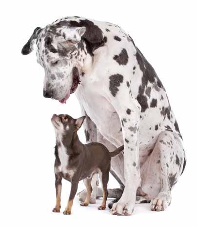 Für große und kleine Hunde Ebenso wie Menschen haben auch Hunde je nach Alter oder Gewicht.