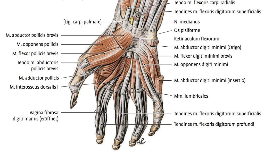 Der M. palmaris brevis entspringt am ulnaren Rand der Palmaraponeurose und dem Retinaculum musculorum flexorum und inseriert in der Haut über dem Kleinfingerballen. Er wird durch den R.