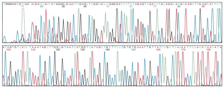 DNA-Sequenzierung mit Fluoreszenzfarbstoffen