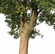 Ursprung: Kanada und Nordost-USA BERGAHORN - DER HEITERE ACER PSEUDOPLATANUS (BOTANISCH) Das schlichte, gleichmäßig fein strukturierte Edellaubholz gilt mit seiner glänzend weißlichen bis gelblichen