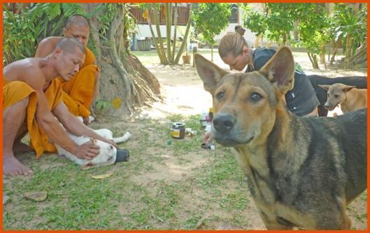 TEMPEL PROJEKT APRIL 2014 Im Oktober 2007 begann das DRCS Hunde und Katzen an vielen Tempeln zu füttern.