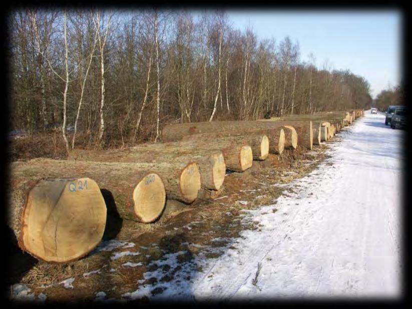 Stiel-Eiche Trauben-Eiche Produktionsziel hoher Anteil von starkem Schneideholz (weitständig, großkronige Erziehung) hoher Furnierholzanteil (mehrere vorsichtige Df-Eingriffe) Angestrebte