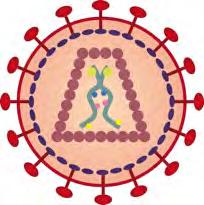 Eigenschaften retroviraler Gentransfer- Vektoren hohe Transduktionsfrequenz moderate Virustiter (10 6-10 7 /ml) infizieren nur proliferierende Zellen nicht