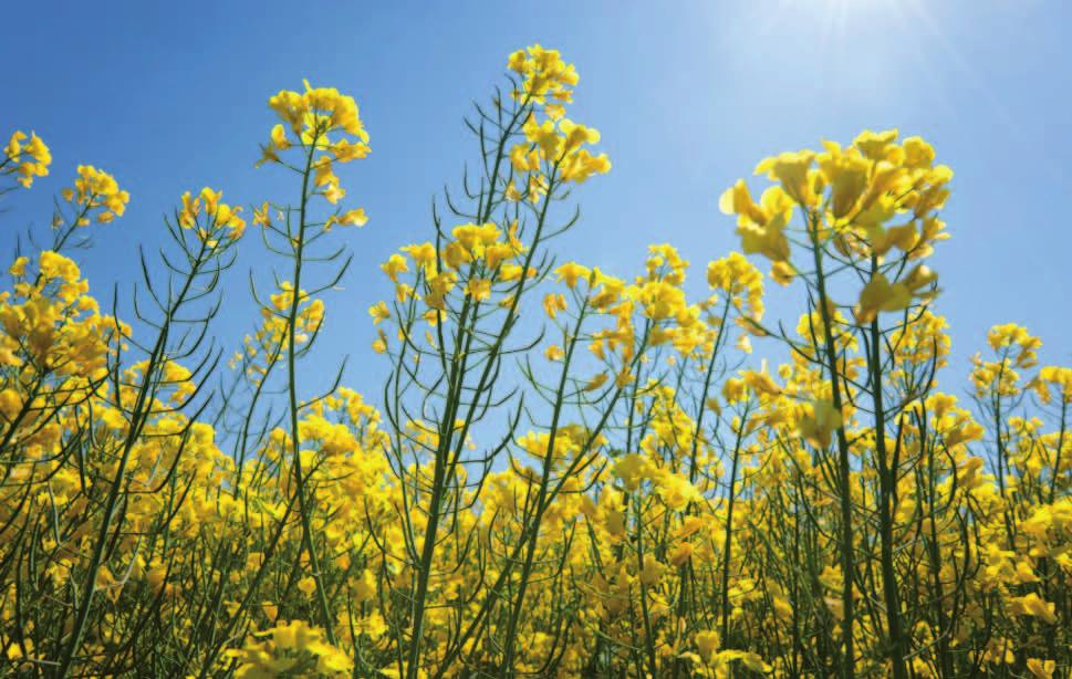 PFlanzliches Öl: Die Basis für die Herstellung von Margarine & Co. Margarine und pflanzliche Streichfette werden mit hochwertigen Pflanzenölen hergestellt.
