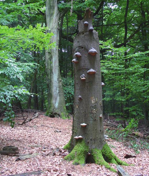Totholz Über das aus abgestorbenen Habitatbäumen entstandene Totholz hinaus, wird der Totholzanteil, soweit im Einzelfall Sicherheits- und Forstschutzgesichtspunkte nicht entgegenstehen, wie folgt