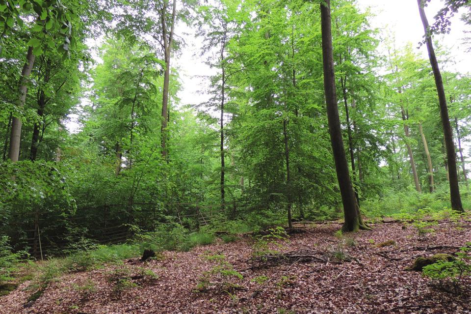 Waldlebensraumtypen die Wildbestände nachhaltig so an die gegebenen Standortsverhältnisse anzupassen, dass eine weitgehend natürliche Verjüngungsdynamik ohne Entmischungseffekte zu erwarten ist.
